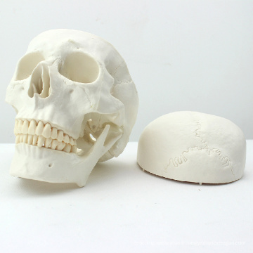 SKULL02 (12328) Modèle de crâne de taille humaine de la meilleure qualité Asie classique de taille pour la science médicale